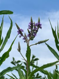 Close-up of flowering plant against sky