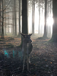 Horse standing in forest during winter