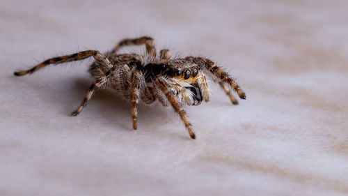 Close-up of spider