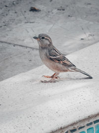 Close-up of bird perching outdoors