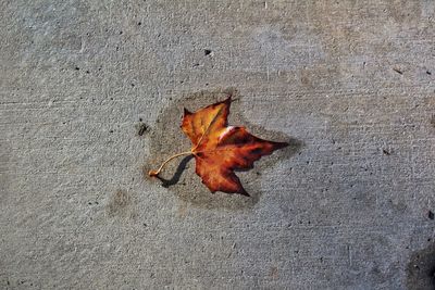 High angle view of maple leaf on sand