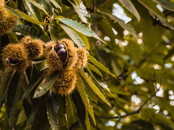 Low angle view of fresh flowers on tree