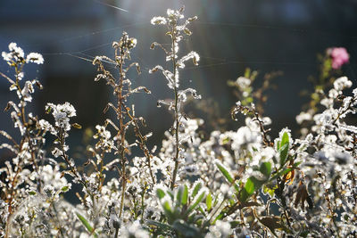 Close-up of plants against blurred water