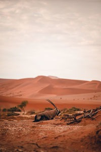 Scenic view of desert against sky