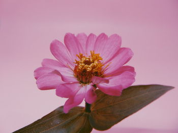 Close-up of pink flower against white background