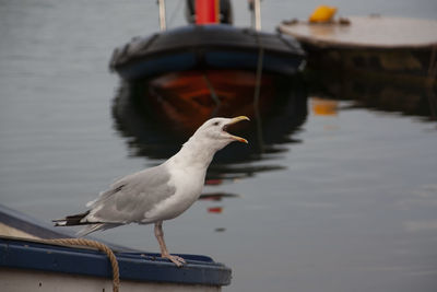 Seagull perching on a boat