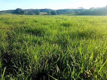 Scenic view of agricultural field