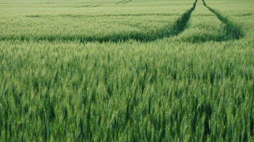 Crops growing on field