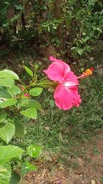 High angle view of pink flower on field