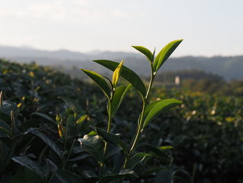 Close-up of plant against sky