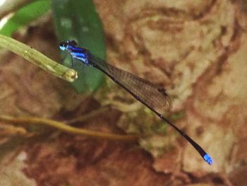 Close-up of damselfly on leaf