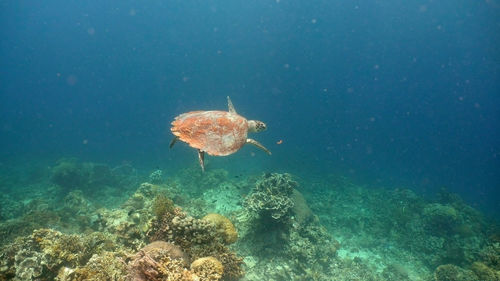 Sea turtle swimming underwater over corals. sea turtle moves its flippers in the ocean under water.