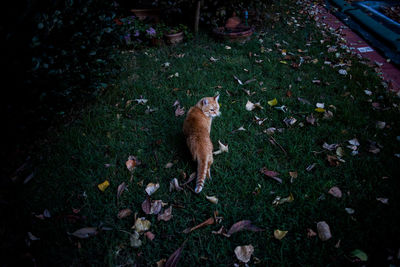 High angle view of cat on land