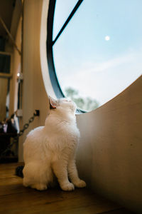 White cat sitting on table