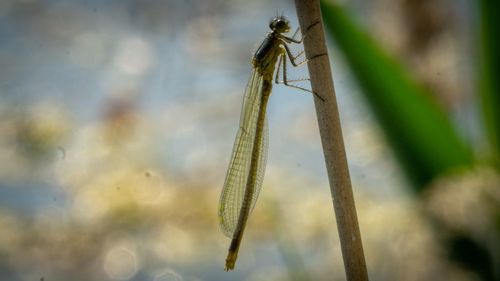 Close-up of dragonfly on plant