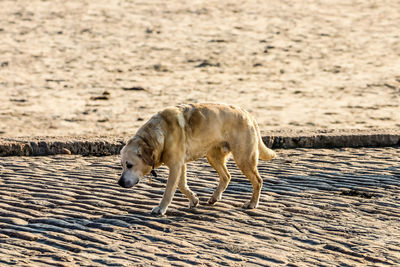 Side view of a horse walking on land