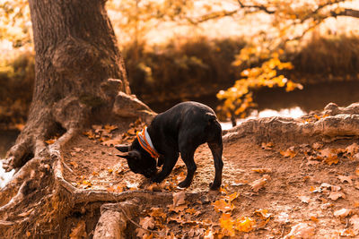 Black dog lying on tree trunk