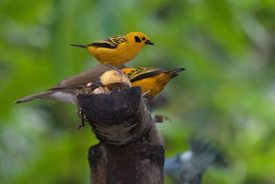 Close-up of birds perching on wood