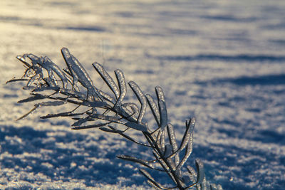 Close-up of frozen plant on field