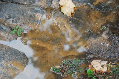 Reflection of trees in puddle