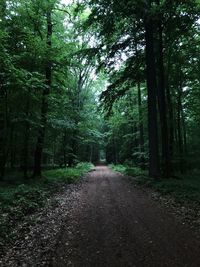 Footpath amidst trees in forest