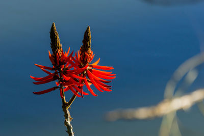 Low angle view of red flowering plant against blue sky