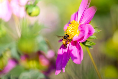 Close-up of bee on pink flower