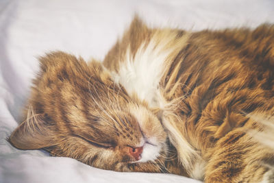 Close-up of cat sleeping on bed