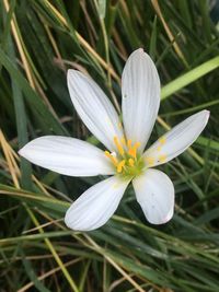 Close-up of white crocus flower