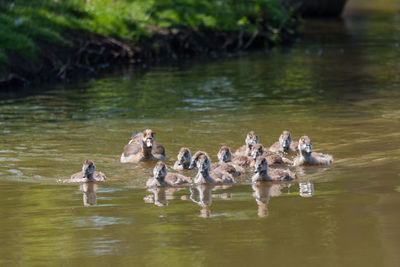 Ducks swimming in lake