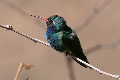 Close-up of hummingbird perching on branch.