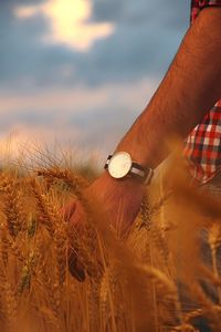 Cropped hand of man hand on wheat field during sunset