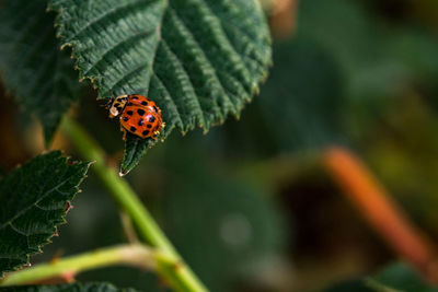 Close-up of ladybug on plant