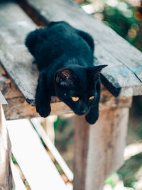 High angle view of black cat