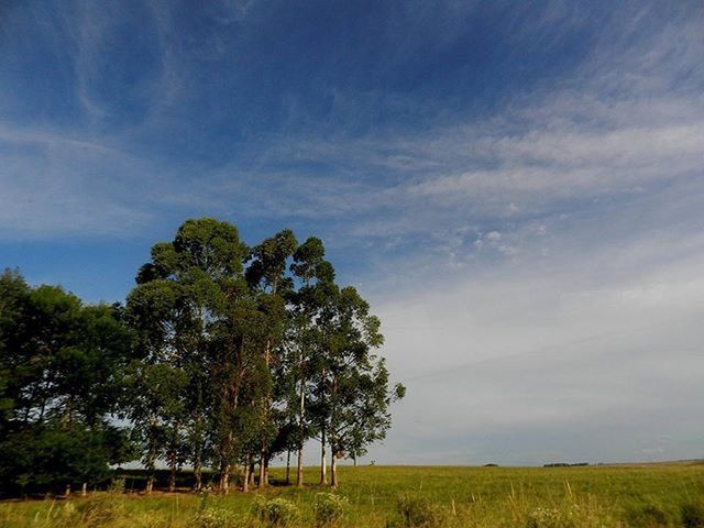 sky, cloud - sky, field, tree, tranquil scene, tranquility, landscape, grass, beauty in nature, scenics, cloudy, nature, cloud, growth, idyllic, non-urban scene, grassy, rural scene, outdoors, day