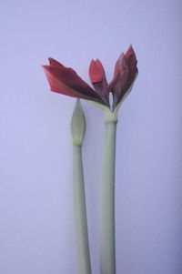 Close-up of red tulip against white background