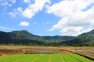 The initial process of rice starts from the seeds that just grow