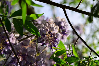 Close-up of purple flowering plant