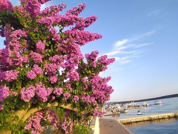 Pink cherry blossoms by sea against sky