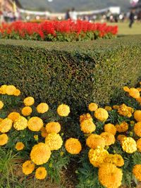 Close-up of yellow flowers on grass