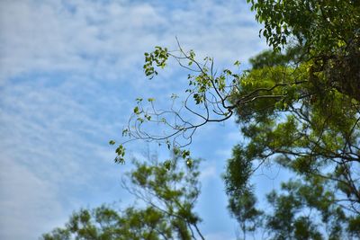 Low angle view of tree against sky