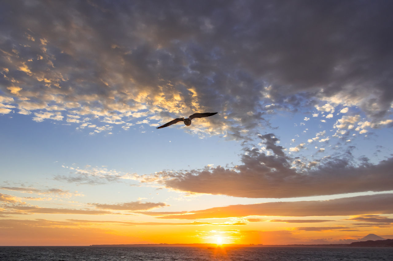sky, sunset, flying, sea, cloud, water, ocean, nature, horizon, animal themes, animal, wildlife, dawn, animal wildlife, beauty in nature, bird, sun, sunlight, scenics - nature, mid-air, coast, one animal, horizon over water, no people, air vehicle, airplane, transportation, dramatic sky, evening, shore, silhouette, beach, land, wave, outdoors, tranquility, motion, travel, orange color, environment, afterglow, travel destinations, tranquil scene, seabird, mode of transportation