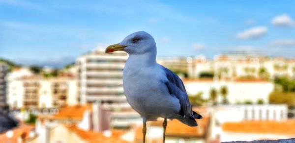 Close-up of seagull perching on a city