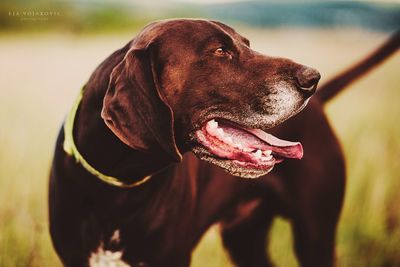 Close-up of a dog looking away