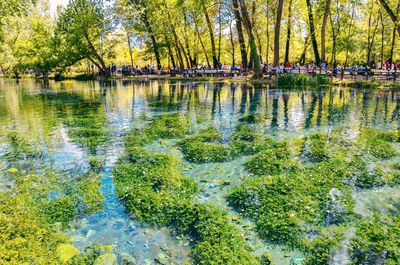 Scenic view of lake against trees in park