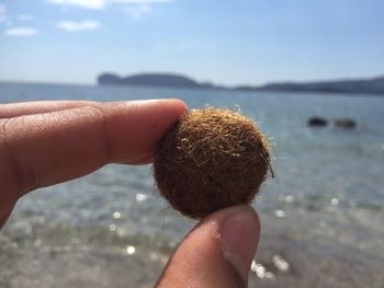 Cropped image of hand holding dry algae at beach against sky