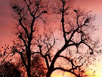 Low angle view of bare trees against sky