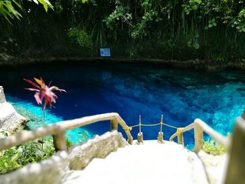 Close-up of swimming pool against trees