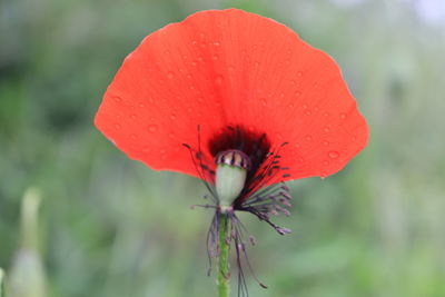 Close-up of wet red flower