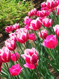 Close-up of pink flower